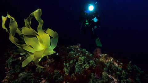 Fotos DR/Oceano Azul Foundation