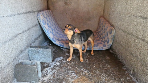 Foto Helder Santos/Aspress