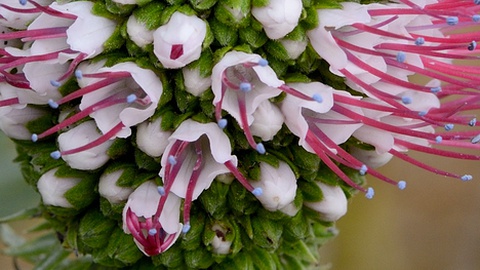 Foto Paulo Ventura Araújo