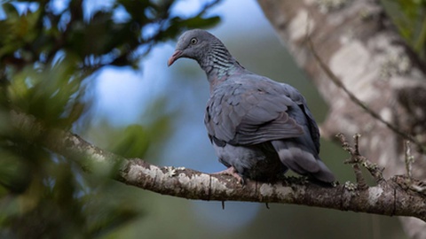 Foto DR/Erik Wahlgren
