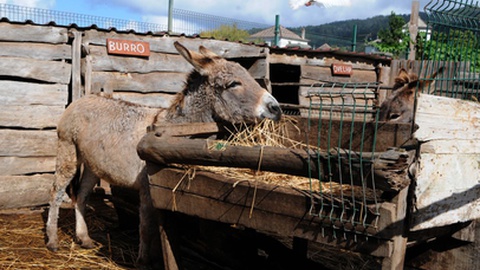Foto Teresa Gonçalves