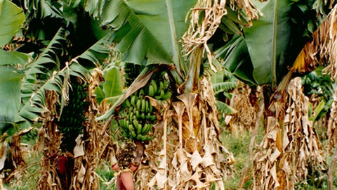 Foto Arquivo