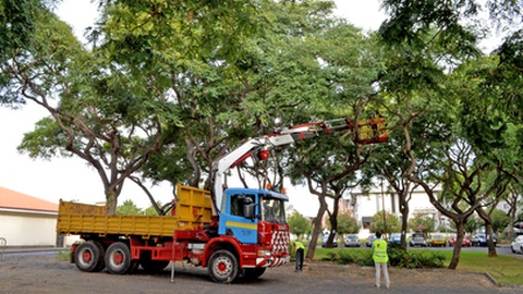A limpeza e corte de árvores vai gerar alguns condicionamentos no trânsito. Foto: Arquivo
