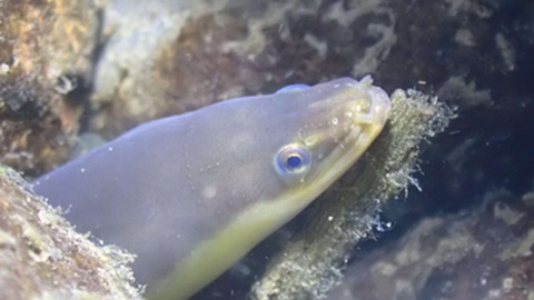 Foto de&nbsp;Alejandro Escánez