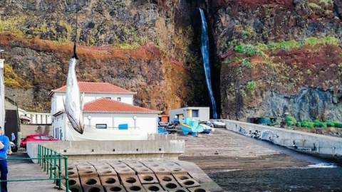 Fotos da página facebook do presidente da Junta de Freguesia do Paul do Mar