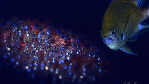Fotos Nuno Gonçalves e Madeira Underwater