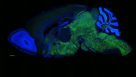 Foto&nbsp;Darnell Laboratory/Rockefeller University