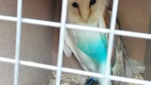 Fotos DR/Facebook Associação Animad