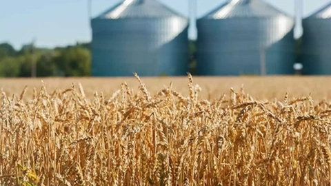 Os cereais estão entre os produtos que a Rússia exporta para vários países europeus e não só.&nbsp;