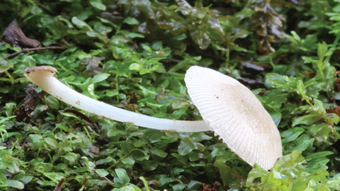 Foto&nbsp;Hana Ševčíková