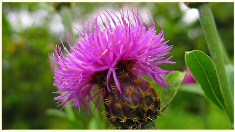 Projeto Wild Escola Secundária de Francisco Franco