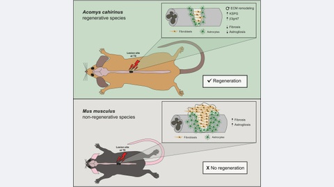 Foto DR/Artigo científico&nbsp;