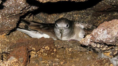 O anúncio foi feito na sexta-feira à noite, na ilha do Faial, pelo director regional dos Assuntos do Mar, Filipe Porteiro. FOTO Lusa