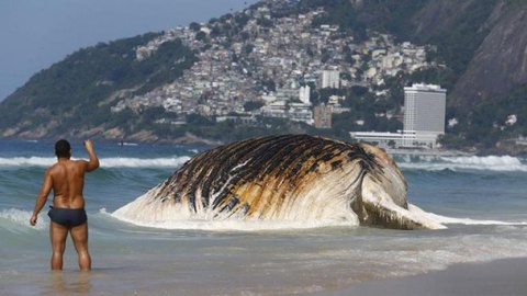 A baleia, um macho da espécie jubarte, tem cerca de 30 toneladas e entre 13 a 15 metros de comprimento. FOTO Pablo Jacob
