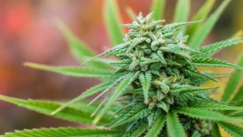 A Comissão Global sobre Política de Drogas publicou hoje o mais recente relatório intitulado ‘O Problema Global da Percepção das Drogas’.