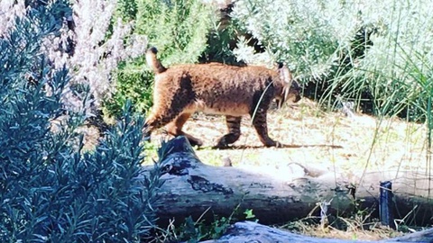 Lince Ibérico, uma das espécies protegidas  em Portugal. FOTO Instagram wwfportugal