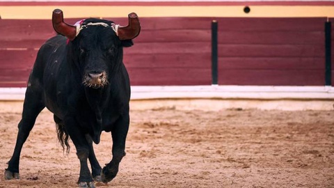 Foto Frederico Henriques/Prótoiro