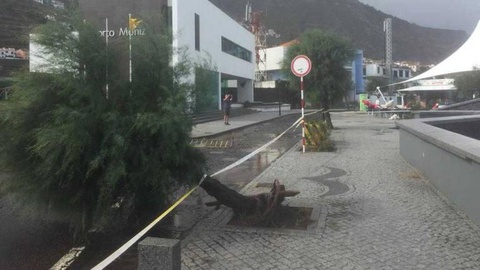 No Porto Moniz, uma árvore tombou, afectando a via de circulação automóvel. Foto Rui Silva/ASPRESS