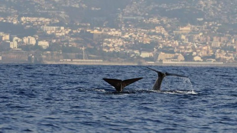Cachalotes em mergulho simultâneo em frente ao Funchal. FOTO Rita Ferreira