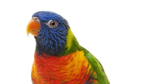 Foto Shutterstock