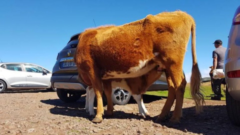 “Sem problemas de coabitação, algures nas serras da Madeira” - José Dias.