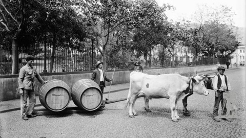 Photographias Vicentes/DR