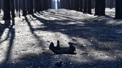 Foto EPA/DAVID MARIUZ