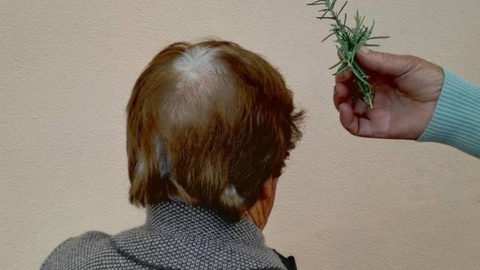 Alecrim verde é utilizado para fazer muitas das rezas com a inveja. Foto: DR.