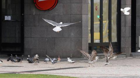 Com o encerramento de espaços de restauração e outros com serviços mínimos é visível um crescente número de gaivotas e pombos esfomeados na baixa da cidade, onde há poucos dias havia restos de comida no chão. foto aspress