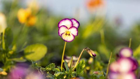 Foto Maria João Gala / Global Imagens