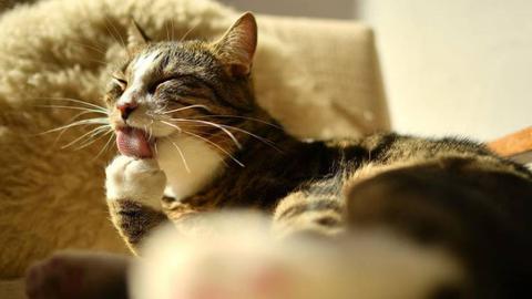 Foto EPA/PHILIPP GUELLAND