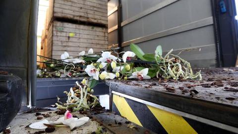 Foto EPA/PIETER STAM DE JONGE