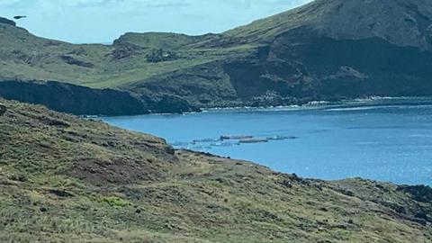 Porque não aposta do Governo na aquacultura no Caniçal? As jaulas estão lá e ninguém contesta! - Jaime Silva.