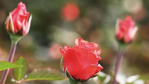 Foto EPA/Carlos Ortega