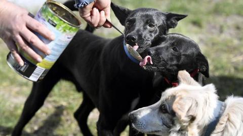 Foto EPA/Szilard Koszticsak