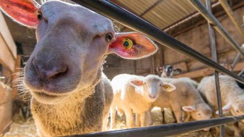 Foto Thierry Zoccolan / AFP