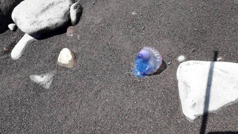 Foto Orlando Drumond