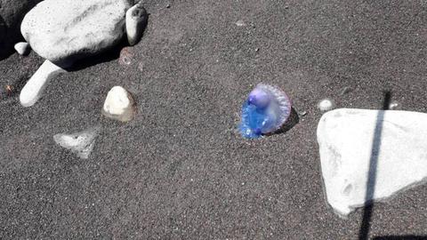 Foto Orlando Drumond