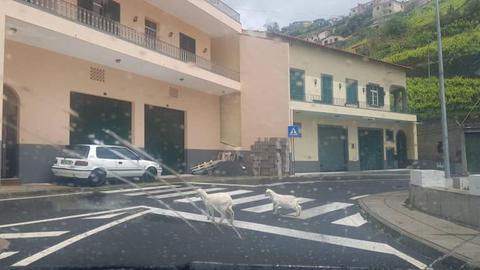 As cabrinhas entendem melhor o Código de Estrada do que muita gente, constata Mafalda Moniz.