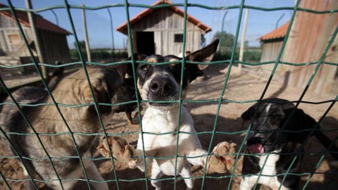 Foto Carlos Santos/Global Imagens