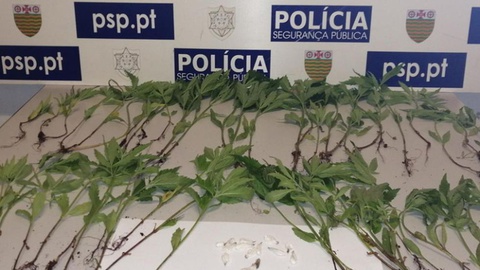 A 14 de Maio último, a PSP apreendeu 60 plantas de canábis, com peso de 58,13 gramas. Foto PSP