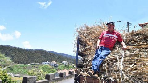 Manuel Rosário Pestana agora vive apenas daquilo que a agricultura dá. A vida de feirante está parada.