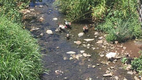 “Encontrei o Portugal tropical numa ribeira do Funchal”, diz o leitor Valter Carvalho.