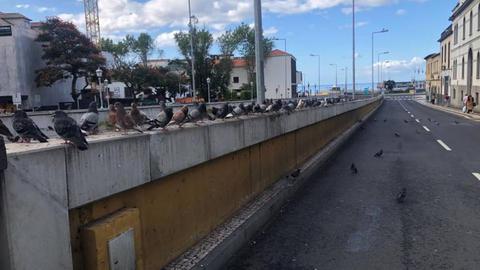 “Impressão minha ou no Funchal há cada vez mais pombos?”, questiona Susana Aguiar.