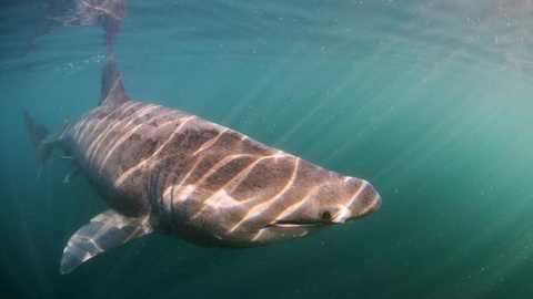 É a segunda maior espécie de peixe nos oceanos a seguir ao tubarão-baleia, mas ambas só comem plâncton.