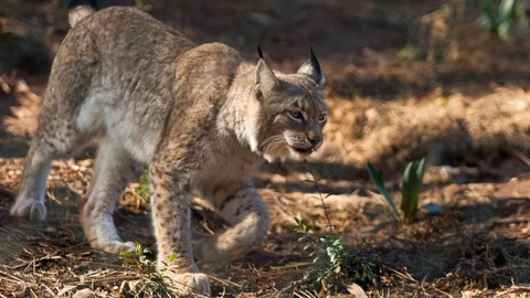 O animal era semelhante a este. É uma espécie ameaçada.   Foto Fernando Fontes / Global Imagens