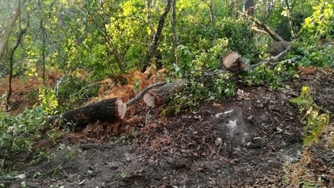 A denúncia é feita em comunicado pela Quercus e pela ASE. FOTO Quercus