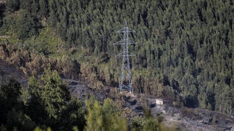 Segundo a Protecção Civil, os incêndios florestais consumiram este ano 75.264 hectares de florestas, a maior média de área ardida da última década. FOTO Maria João Gala / Global Imagens