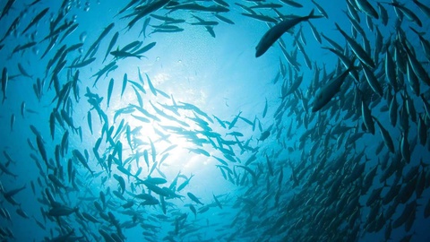 A economia azul já representa mais de 10% da economia da Madeira.&nbsp;