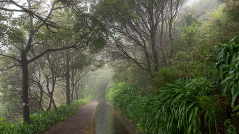 Jovens estrangeiros perderam-se após terem abandonado o percurso pedestre classificado PR 17 Caminho do Pináculo e Folhadal.